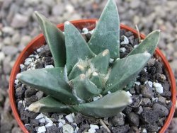 Ariocarpus retusus scapharostroides El Sabinito pot 5,5 cm - 12409272