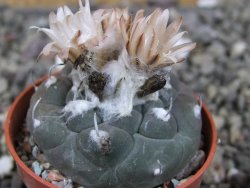 Turbinicarpus jauernigii pot 5,5 cm cites IA