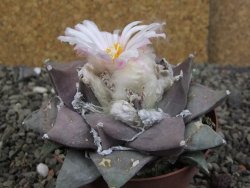 Ariocarpus furfuraceus 11 cm - 12409290