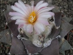 Ariocarpus furfuraceus 11 cm - 12409291