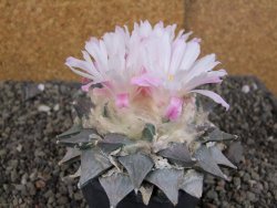 Ariocarpus furfuraceus 11 cm - 12409297