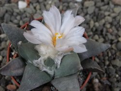 Ariocarpus retusus ? minimus El Ranchito Casilas pot 5,5 cm