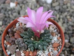 Ariocarpus kotschoubeyanus albiflorus Tula pot 5,5 cm - 12409319