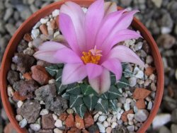 Ariocarpus kotschoubeyanus albiflorus Tula pot 5,5 cm
