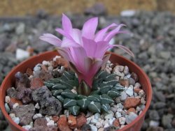 Ariocarpus kotschoubeyanus albiflorus Tula pot 5,5 cm - 12409321