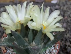 Ariocarpus trigonus elongatus San Antonio 6,5 cm