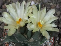 Ariocarpus trigonus elongatus San Antonio 6,5 cm - 12409323