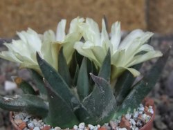 Ariocarpus trigonus elongatus San Antonio 6,5 cm - 12409324