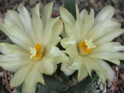 Ariocarpus trigonus elongatus San Antonio 6,5 cm - 12409325
