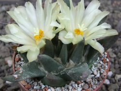 Ariocarpus trigonus elongatus San Antonio 6,5 cm - 12409326
