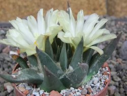 Ariocarpus trigonus elongatus San Antonio 6,5 cm - 12409327