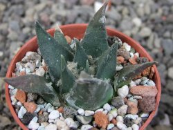 Ariocarpus trigonus elongatus San Antonio 5,5 cm