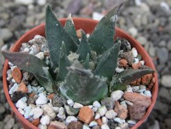 Ariocarpus trigonus elongatus San Antonio 5,5 cm - 12409344