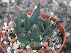 Ariocarpus trigonus elongatus San Antonio 5,5 cm - 12409345