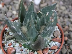 Ariocarpus trigonus elongatus San Antonio 5,5 cm - 12409346