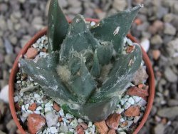 Ariocarpus trigonus elongatus San Antonio 5,5 cm - 12409347