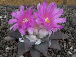 Ariocarpus confususPP 420 Aramberi NL 7 cm Cites IA - 12409349