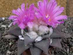 Ariocarpus confususPP 420 Aramberi NL 7 cm Cites IA