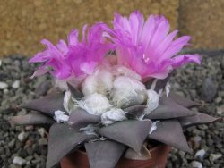 Ariocarpus confususPP 420 Aramberi NL 7 cm Cites IA - 12409351