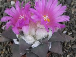 Ariocarpus confususPP 420 Aramberi NL 7 cm Cites IA - 12409352