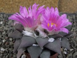 Ariocarpus confususPP 420 Aramberi NL 7 cm Cites IA - 12409353