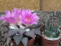 Ariocarpus confususPP 420 Aramberi NL 7 cm Cites IA - 12409354