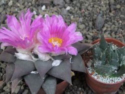 Ariocarpus confususPP 420 Aramberi NL 7 cm Cites IA - 12409355