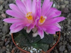 Ariocarpus lloydii Paras pot 5,5 cm