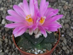Ariocarpus lloydii Paras pot 5,5 cm - 12409362