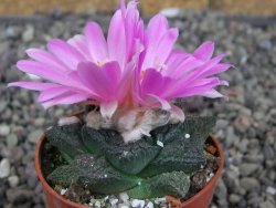 Ariocarpus lloydii Paras pot 5,5 cm - 12409363