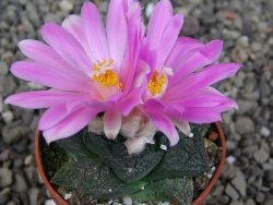 Ariocarpus lloydii Paras pot 5,5 cm - 12409364