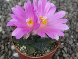 Ariocarpus lloydii Paras pot 5,5 cm - 12409365