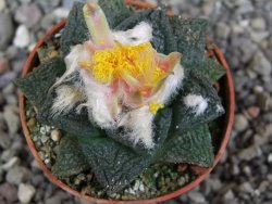 Ariocarpus lloydii Paras pot 5,5 cm - 12409366