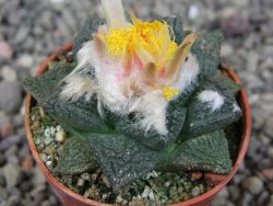 Ariocarpus lloydii Paras pot 5,5 cm - 12409367