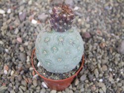 Tephrocactus geometricus, pot 5,5 cm - 12409375