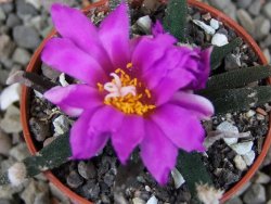 Ariocarpus agavoides pot 5,5 cm cites IA - 12409402