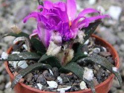 Ariocarpus agavoides pot 5,5 cm cites IA - 12409403