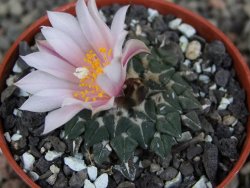 Ariocarpus kotschoubeyanus albiflorus Tula pot 5,5 cm