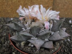 Ariocarpus retusus 10 cm cites IA - 12409409
