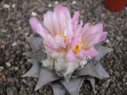 Ariocarpus retusus 8 cm cites IA
