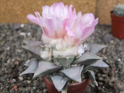 Ariocarpus retusus 8 cm cites IA - 12409418