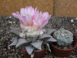 Ariocarpus retusus 8 cm cites IA - 12409419
