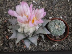 Ariocarpus retusus 8 cm cites IA - 12409420