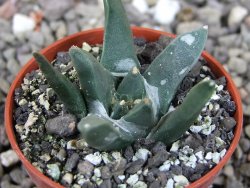 Ariocarpus retusus scapharostroides El Sabinito MM154 pot 5,5 cm