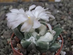 Ariocarpus retusus scapharostroides Vila Juarez pot 5,5 cm