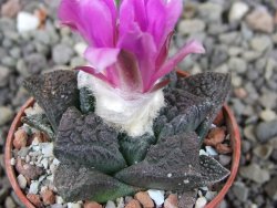 Ariocarpus fissuratus pot 5,5 cm Cuatro Cienegas