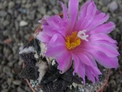 Ariocarpus fissuratus pot 5,5 cm Cuatro Cienegas - 12409459