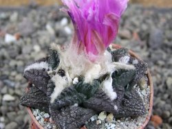 Ariocarpus fissuratus pot 5,5 cm Cuatro Cienegas