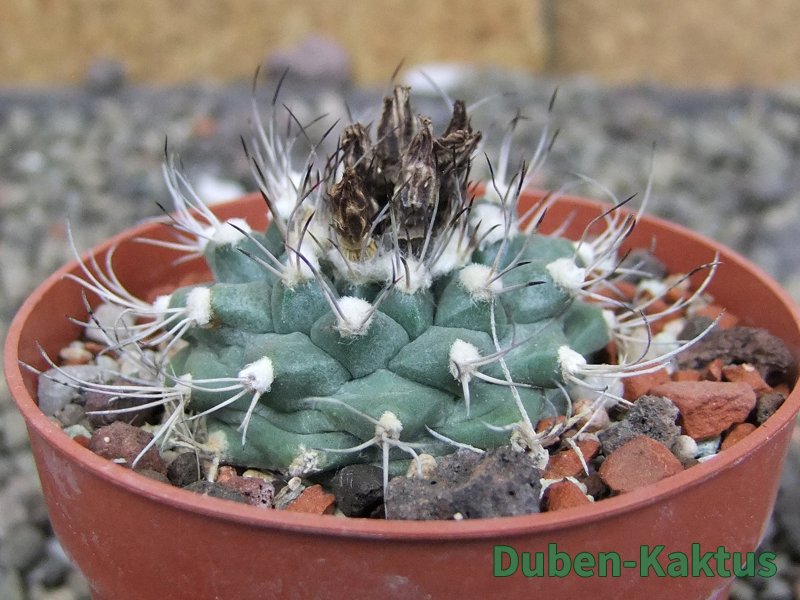 Turbinicarpus swobodae, pot 6,5 cm cites IA - 12409470
