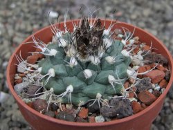 Turbinicarpus swobodae, pot 6,5 cm cites IA - 12409468